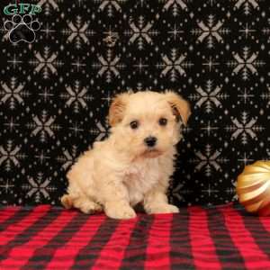 Jack, Maltipoo Puppy